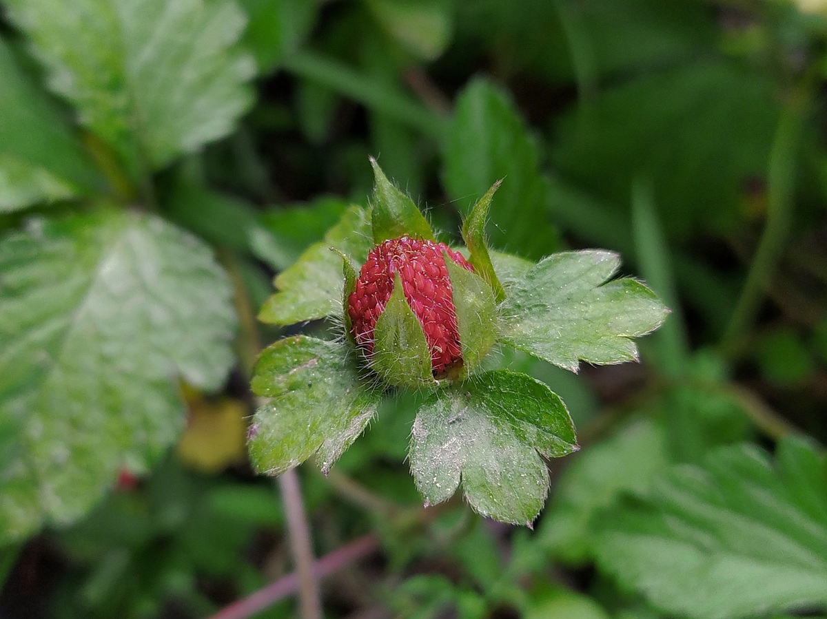 Изображение особи Duchesnea indica.