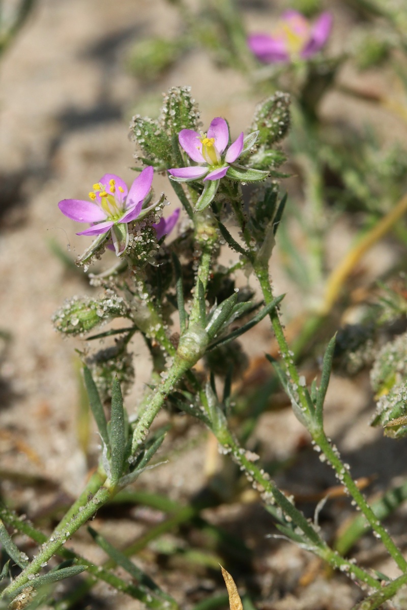 Image of Spergularia rubra specimen.