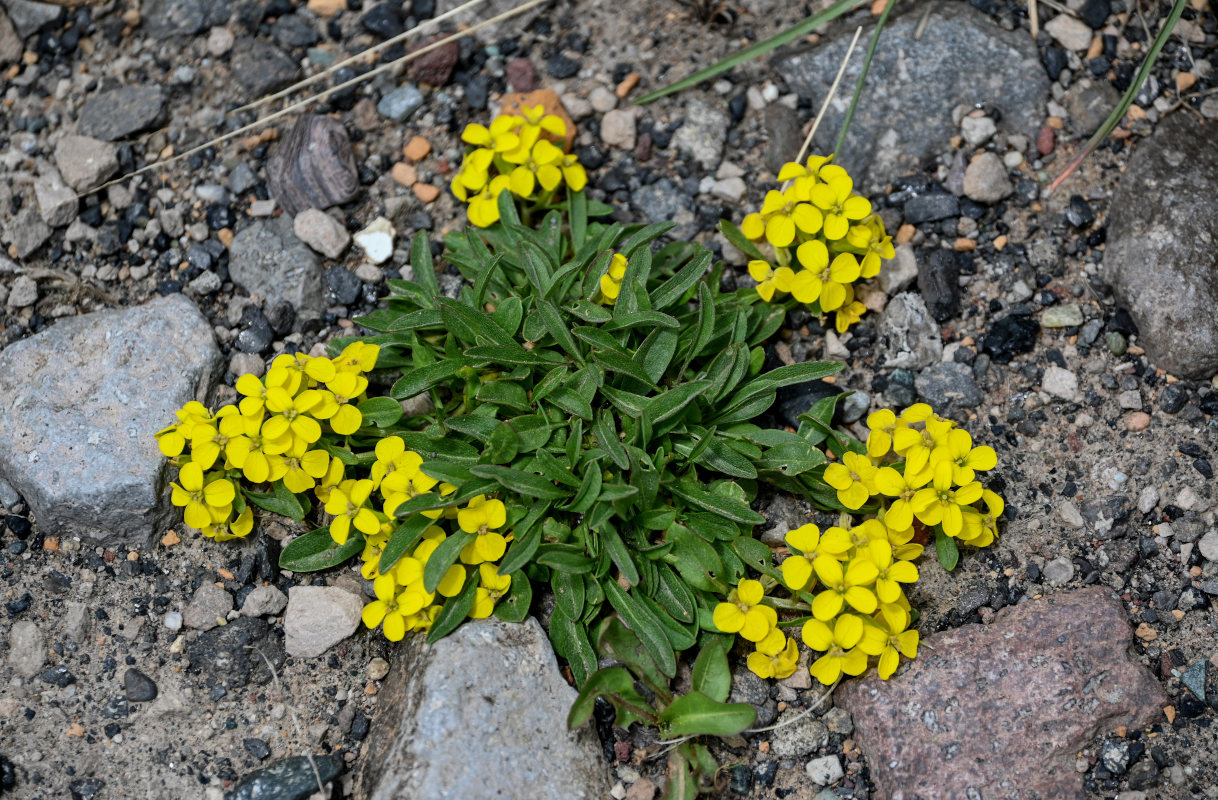 Image of Erysimum gelidum specimen.