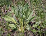 Cynoglossum officinale