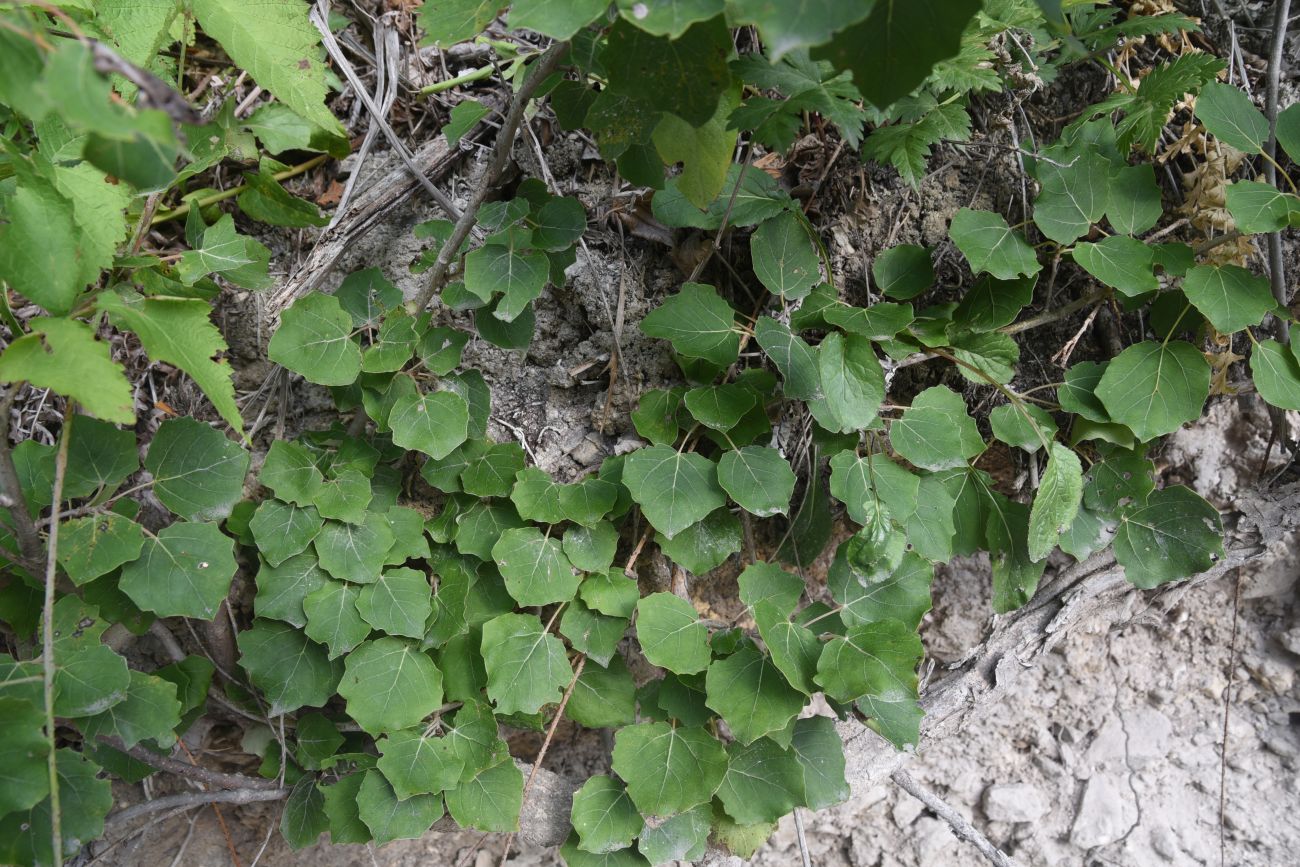 Image of Populus tremula specimen.