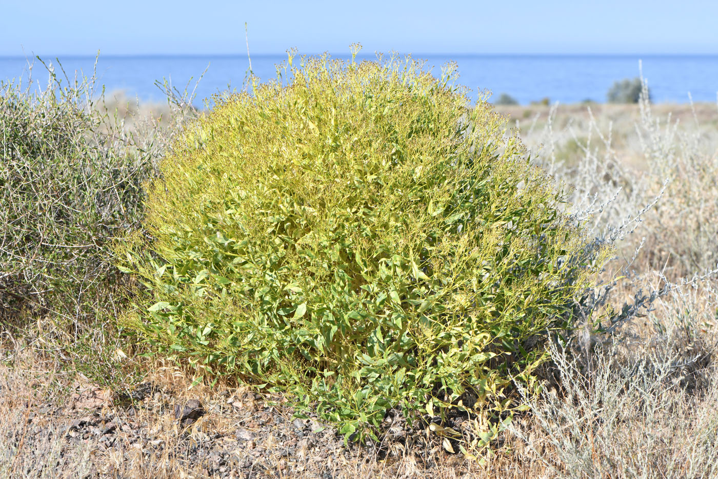 Image of Haplophyllum perforatum specimen.