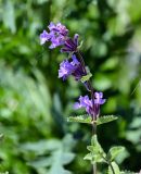 Nepeta mussinii