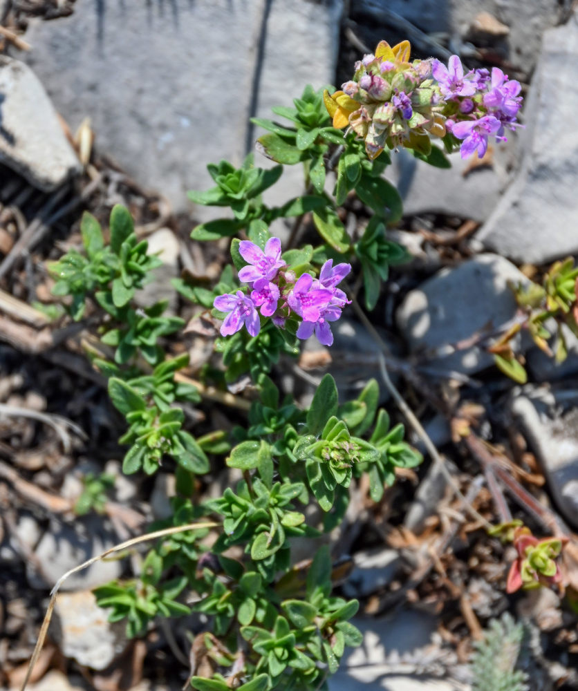 Изображение особи род Thymus.