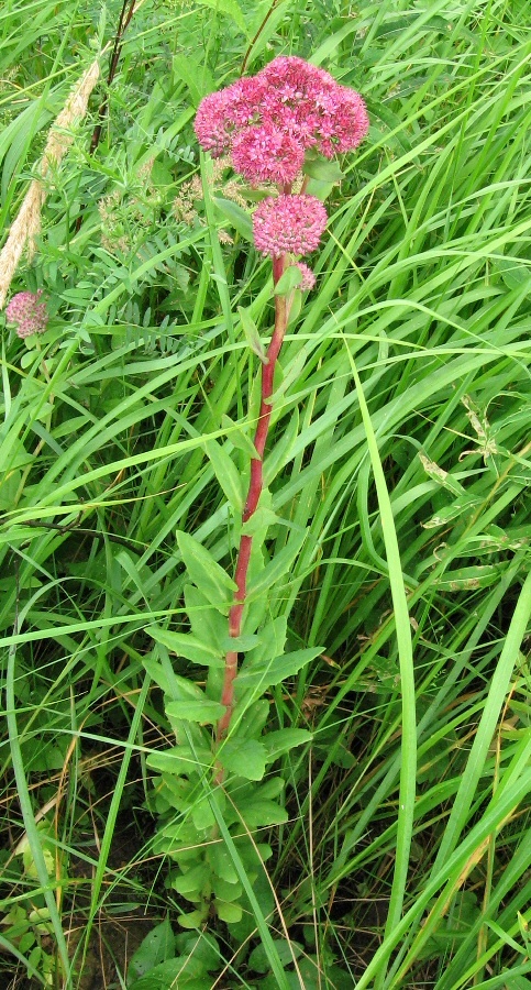 Изображение особи Hylotelephium triphyllum.