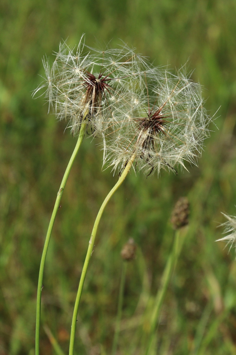 Image of Hypochaeris radicata specimen.