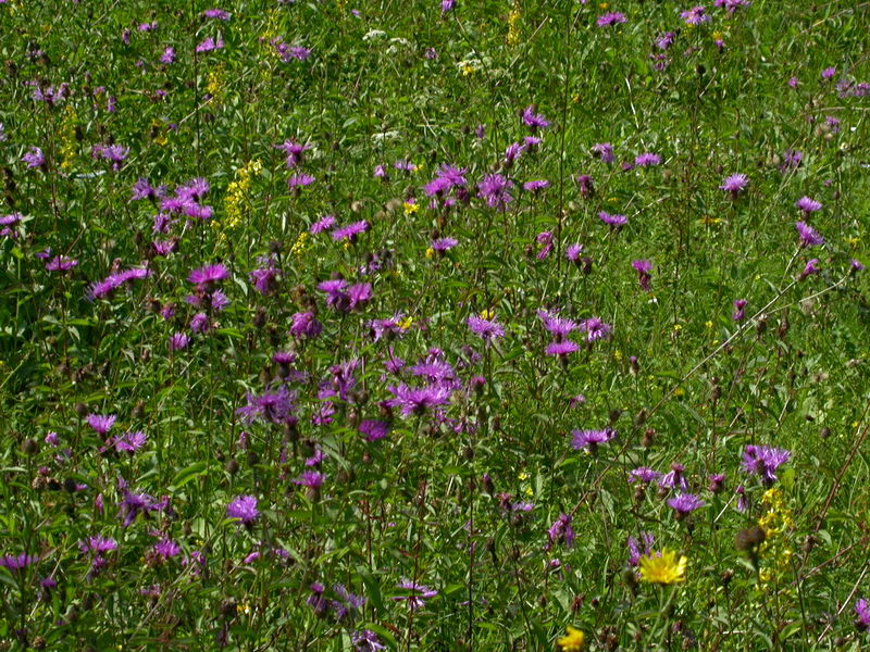 Image of genus Centaurea specimen.