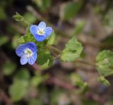 Veronica persica