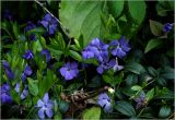 Vinca minor