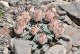 Astragalus chaetodon