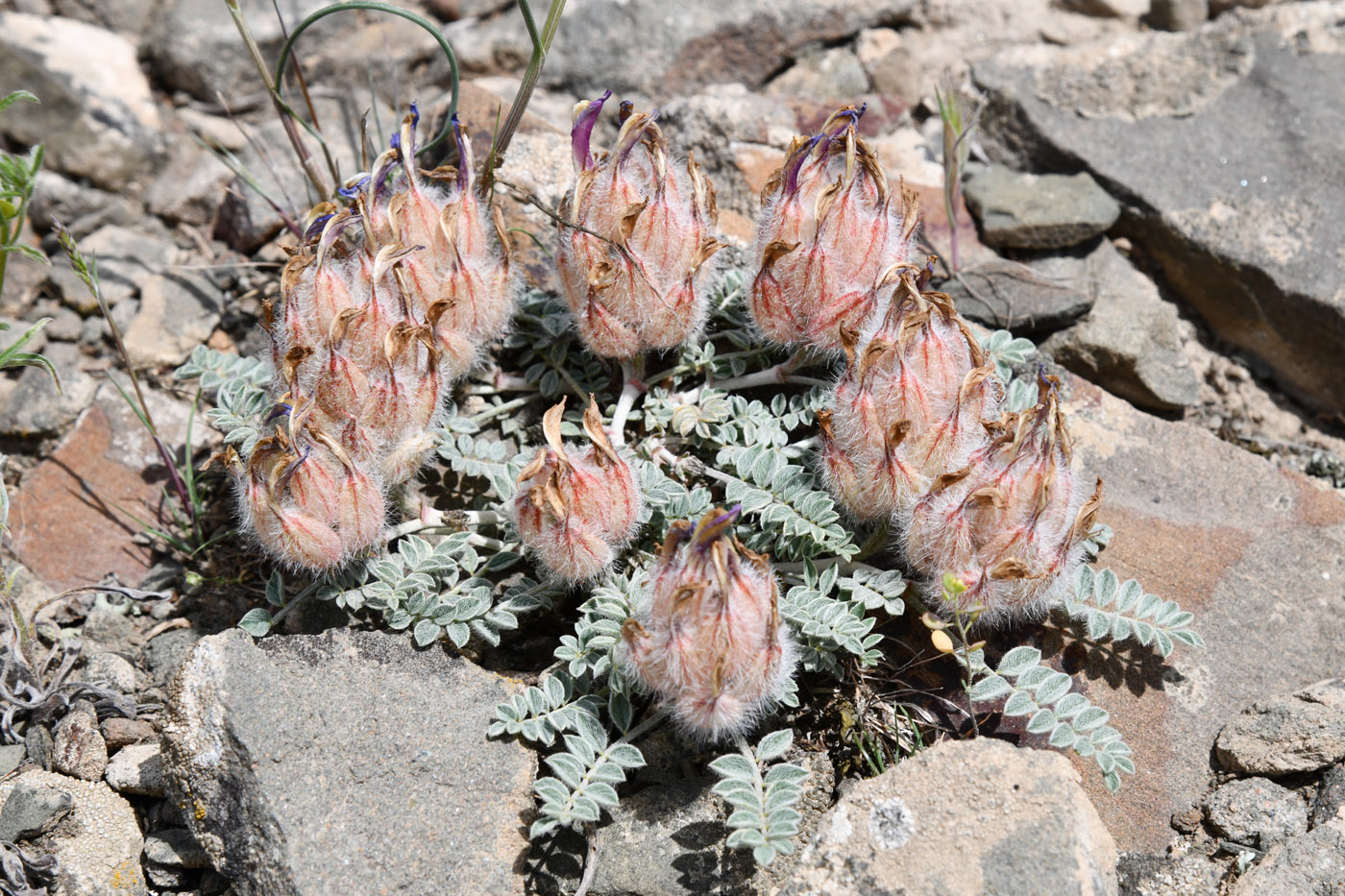 Изображение особи Astragalus chaetodon.