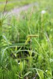 Carex atherodes