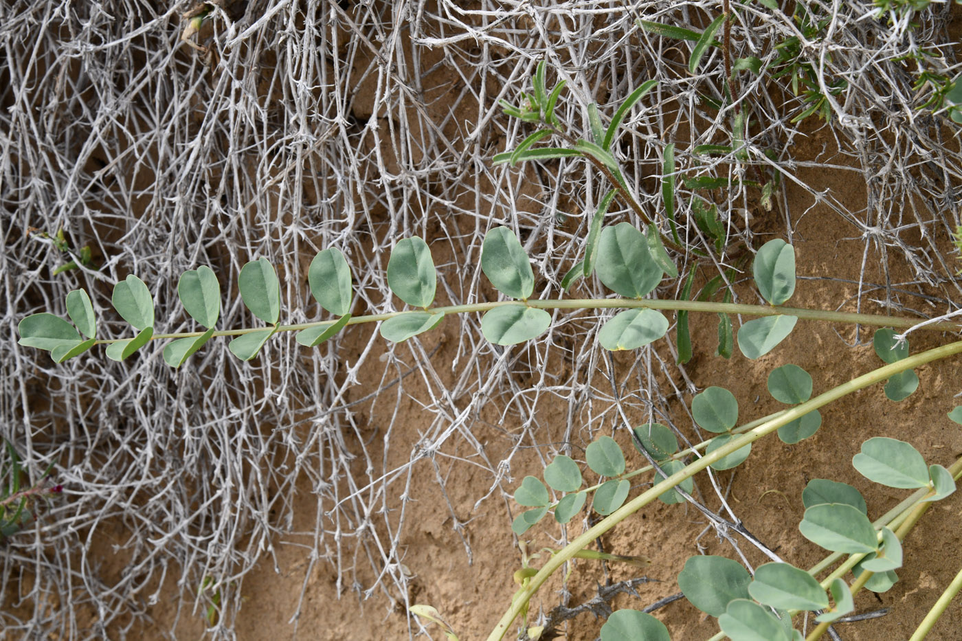 Изображение особи Astragalus flexus.