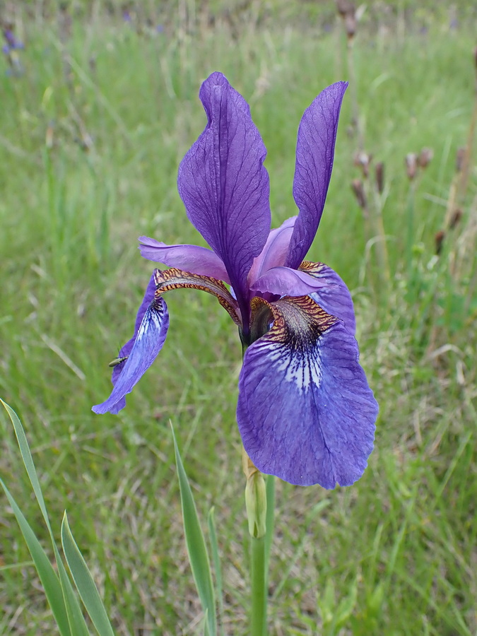 Изображение особи Iris sanguinea.