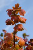 Ribes aureum