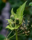 Cirsium oleraceum