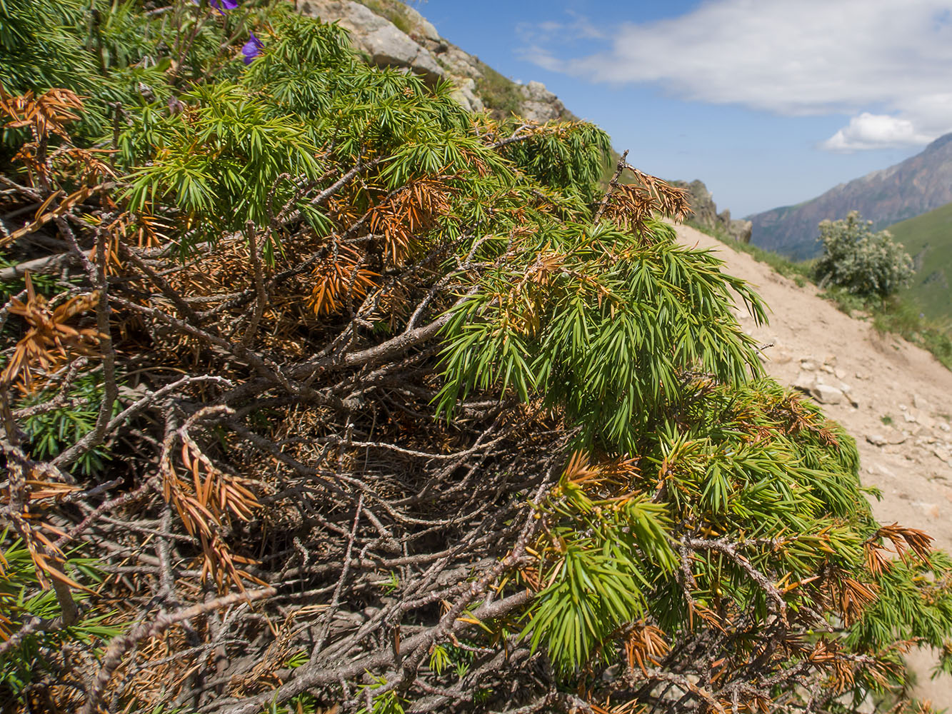 Изображение особи Juniperus oblonga.