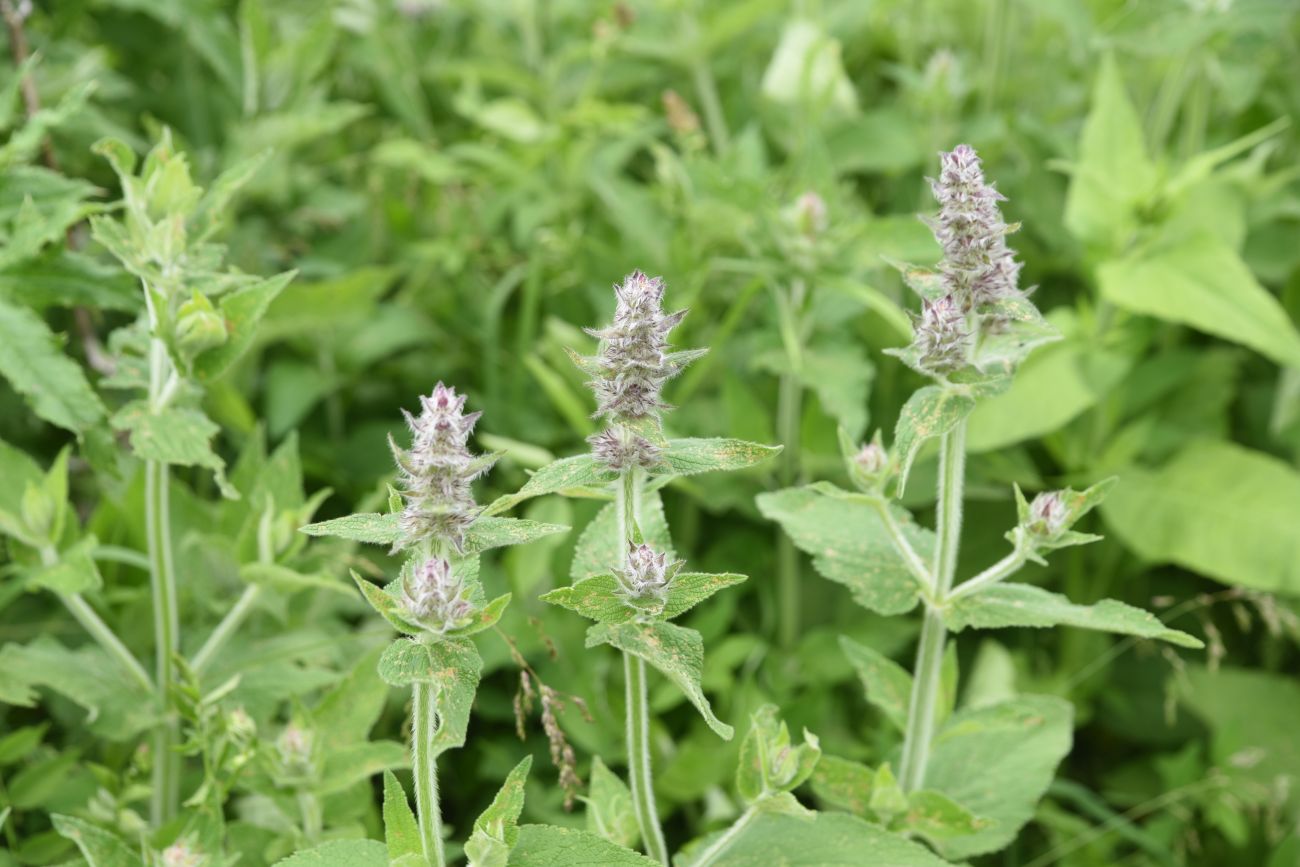 Изображение особи род Stachys.