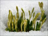 Leucojum vernum. Нераспустившиеся цветки на цветоносах и листья, показавшиеся из-под снега. Тульская обл., пос. Дубна, многолетние посадки на даче. 05.04.2009.