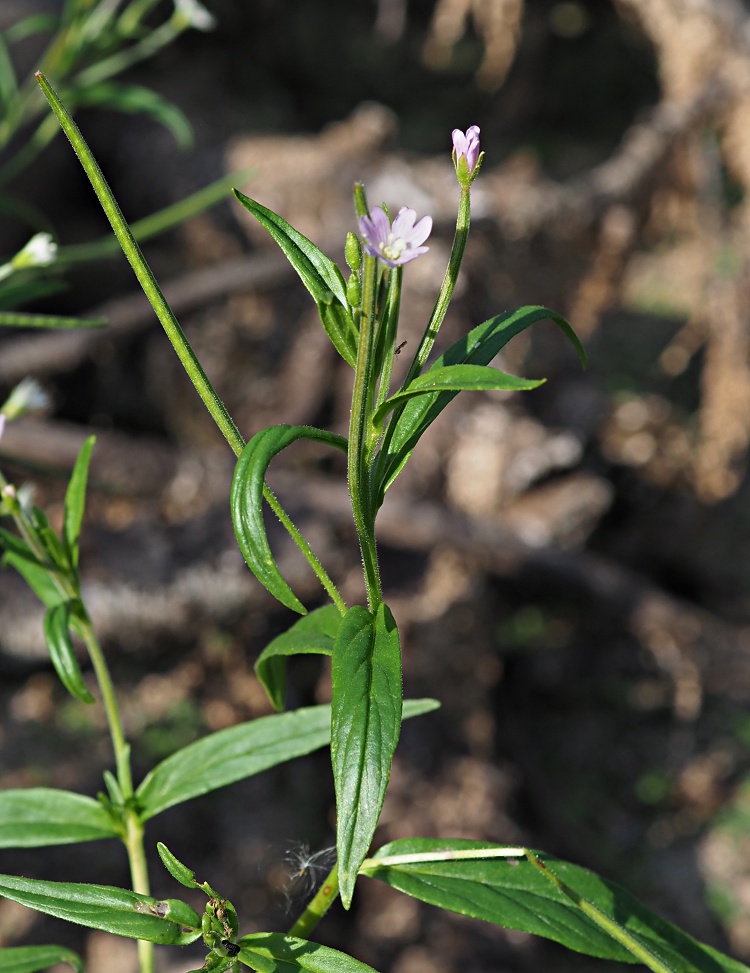 Image of Epilobium palustre specimen.
