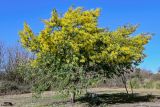 Acacia dealbata