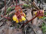 Gymnospermium alberti