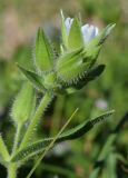 Cerastium inflatum