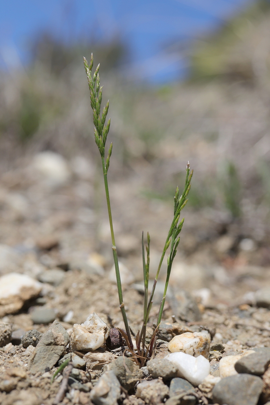 Изображение особи Scleropoa rigida.
