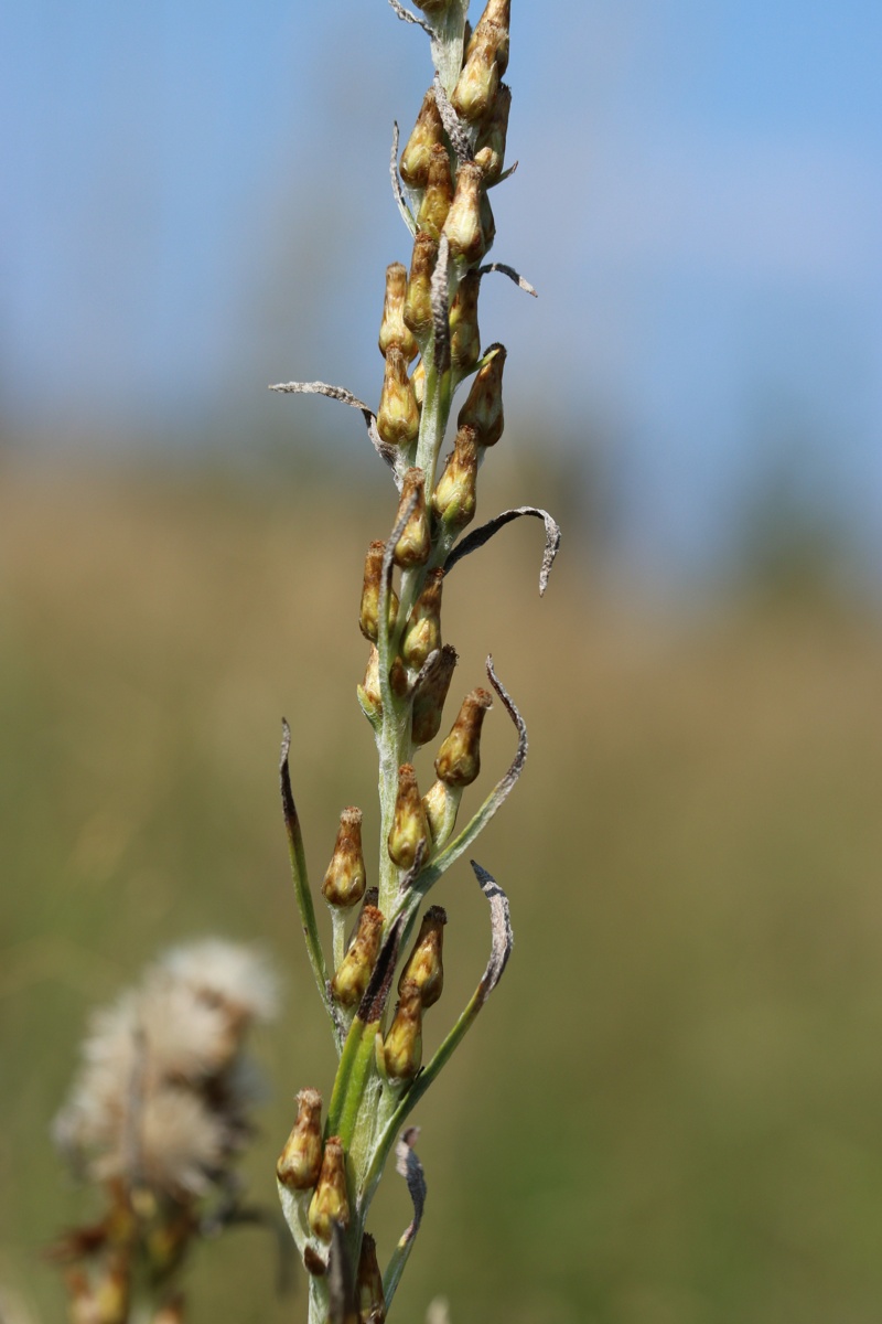 Image of Omalotheca sylvatica specimen.