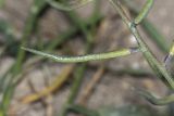 Chorispora tenella