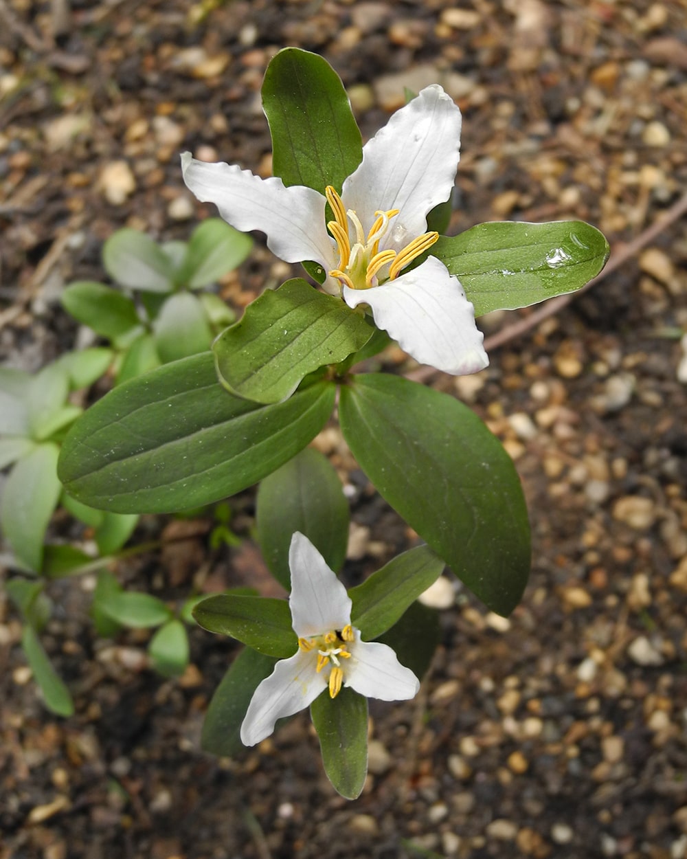 Image of Trillium pusillum specimen.