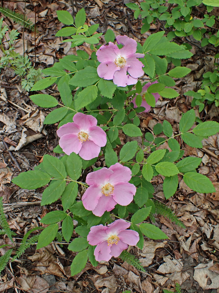 Image of Rosa davurica specimen.