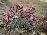 Matthiola odoratissima