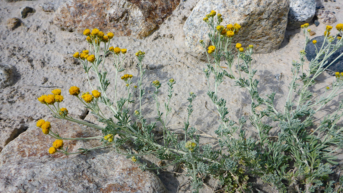 Image of Ajania tibetica specimen.