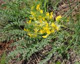 Astragalus henningii