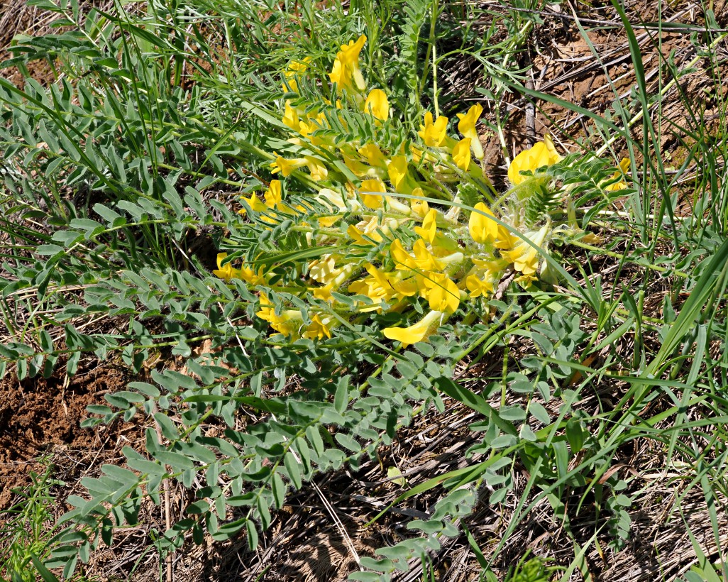 Image of Astragalus henningii specimen.