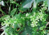 Galium davuricum