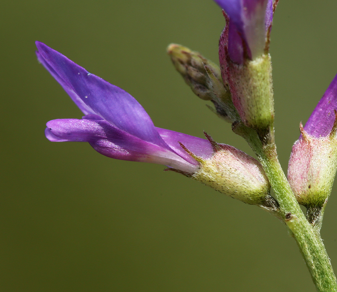Изображение особи Astragalus adsurgens.