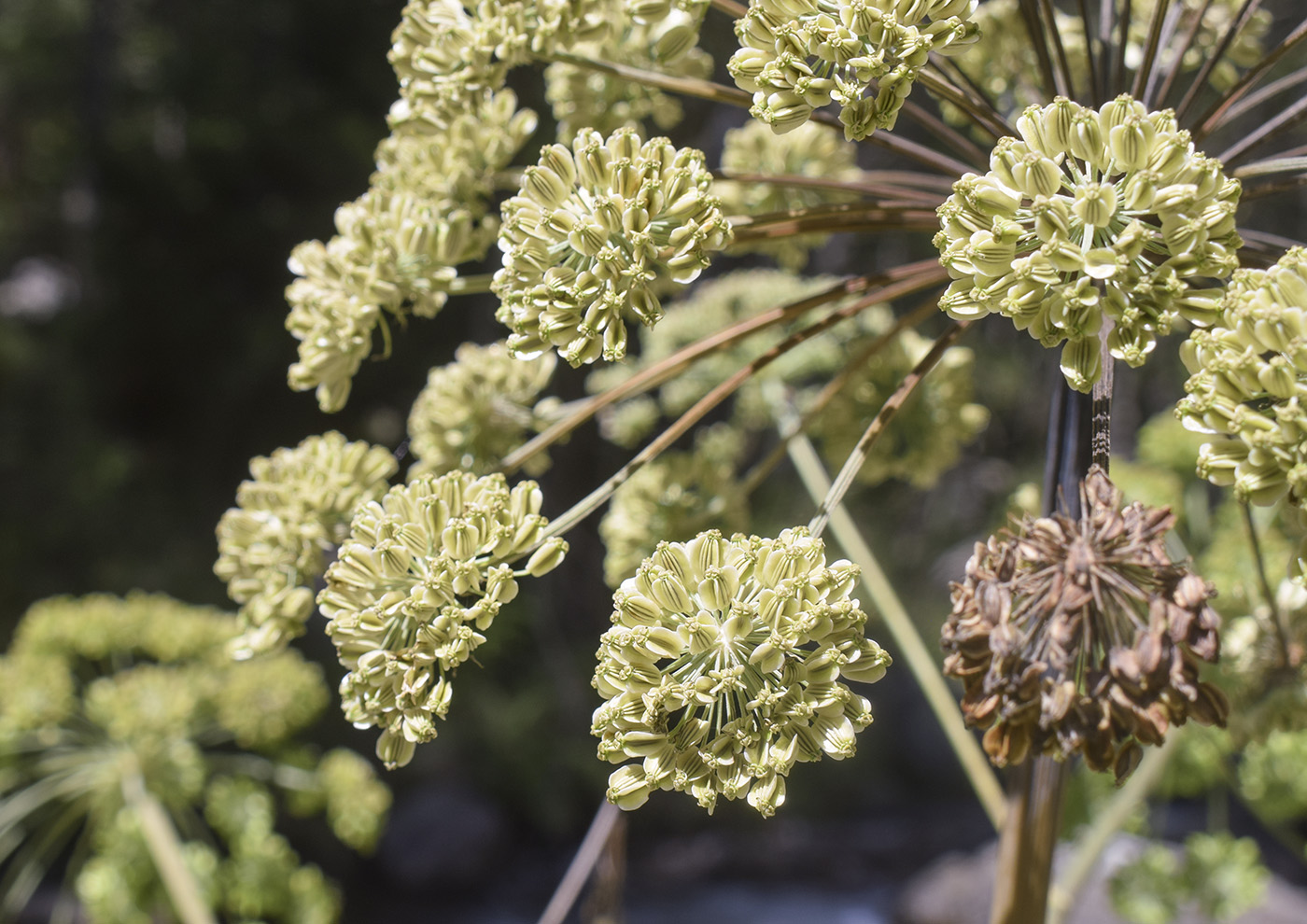 Изображение особи Angelica sylvestris.