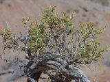 Arthrophytum balchaschense. Верхушка вегетирующего растения. Казахстан, Жетысуская обл., Панфиловский р-н, отроги Джунгарского Алатау, горы Долонтау, пестроцветы. 19 сентября 2025 г.