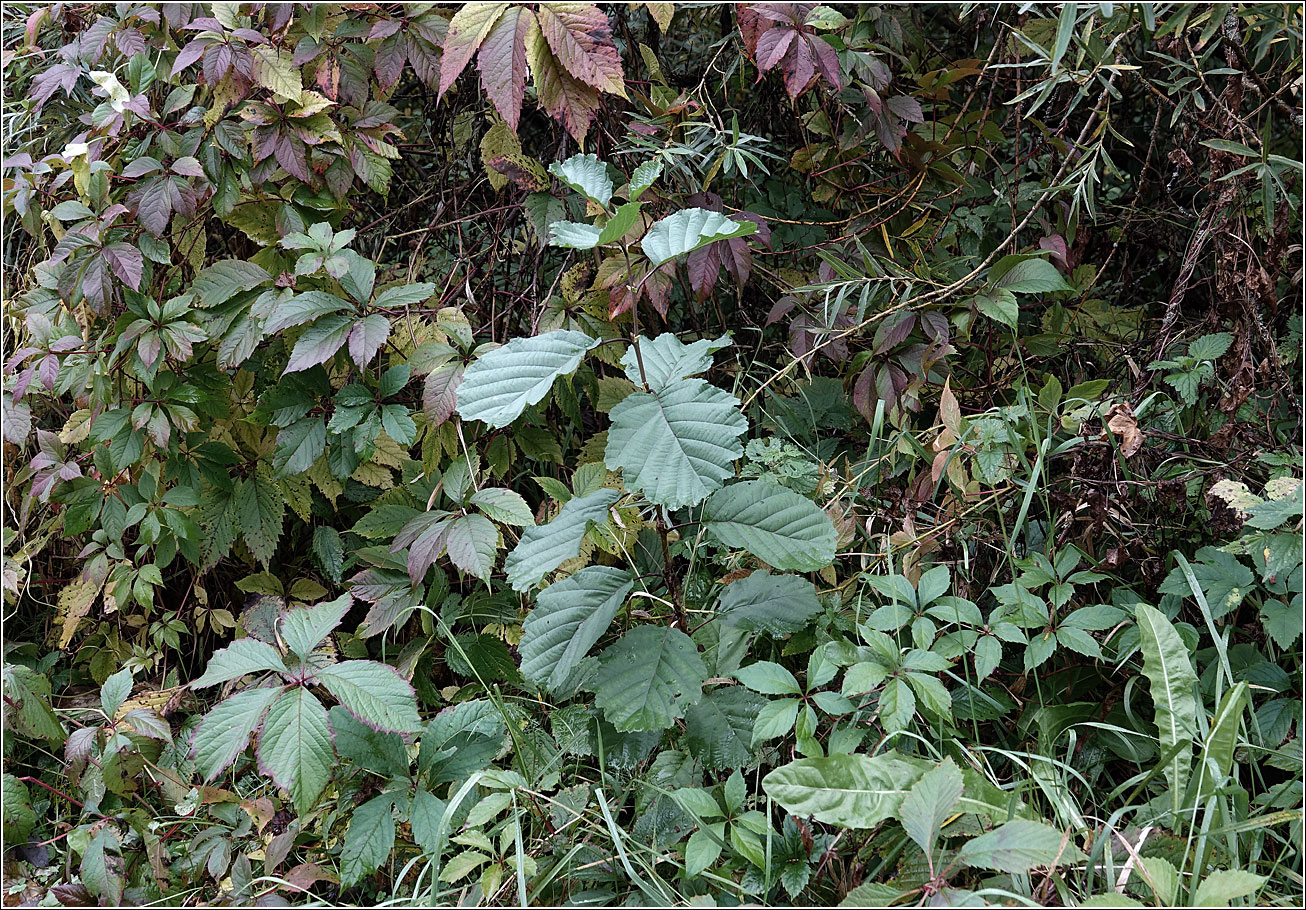 Изображение особи Alnus glutinosa.