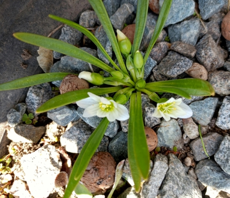 Image of Lewisia nevadensis specimen.