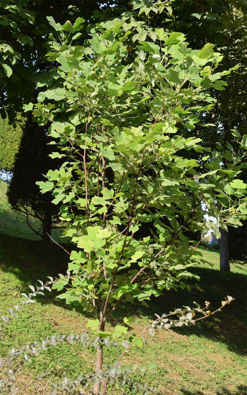 Image of Liriodendron tulipifera specimen.