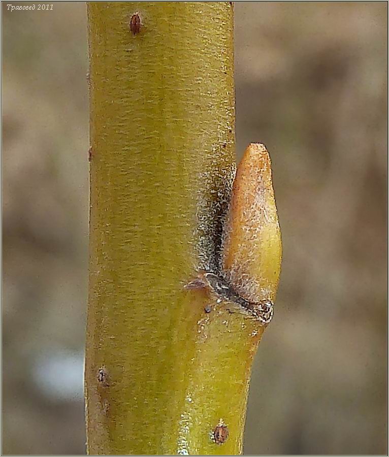 Изображение особи Salix &times; holosericea.