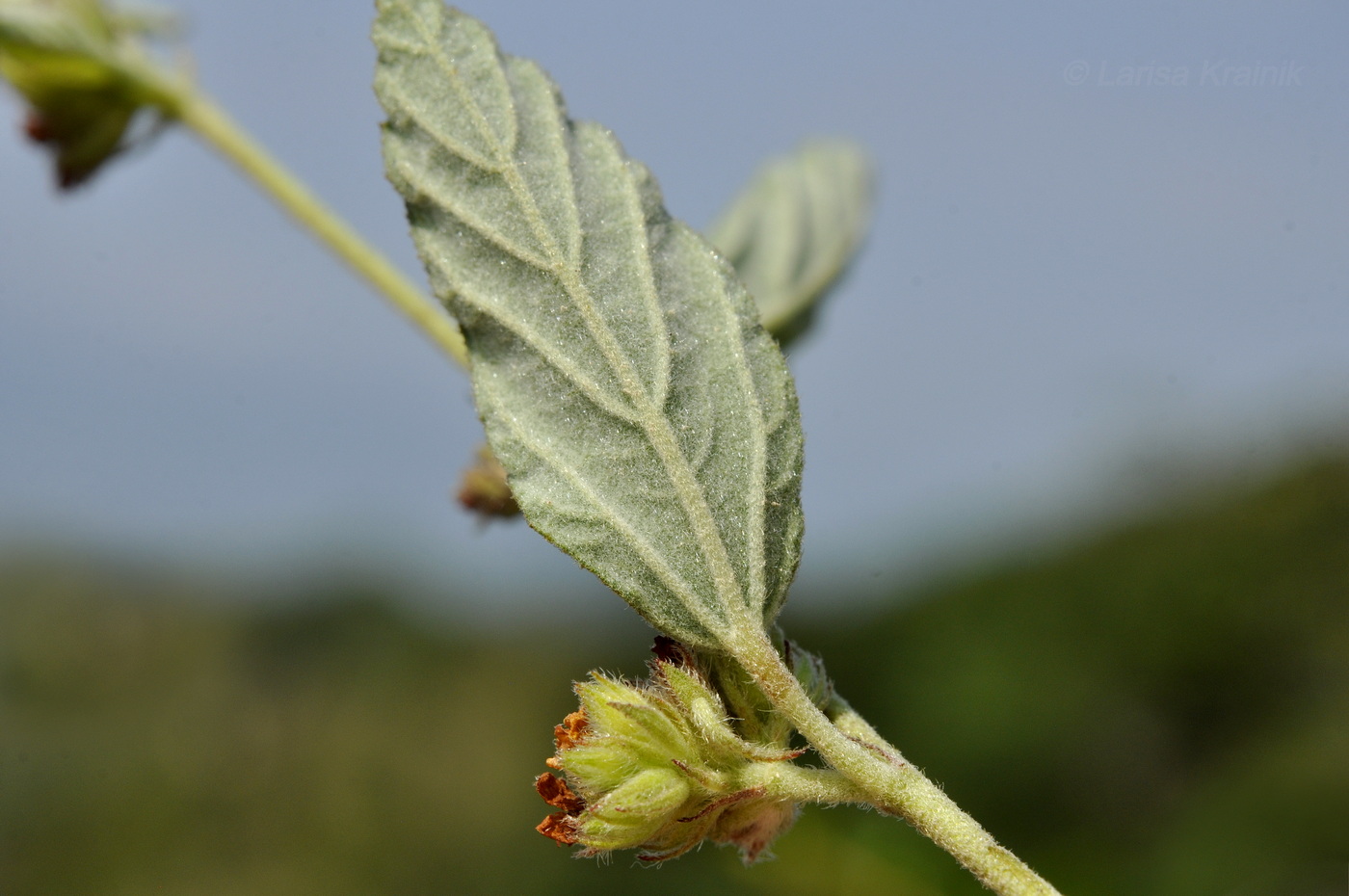 Изображение особи Waltheria indica.