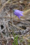 Campanula rotundifolia. Цветок. Кольский полуостров, Кандалакшский берег Белого моря, левый берег в устье р. Чёрная, дюна. 1 июля 2025 г.
