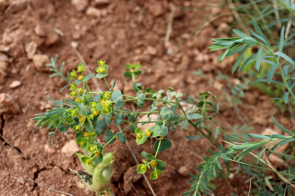 Image of Euphorbia seguieriana specimen.