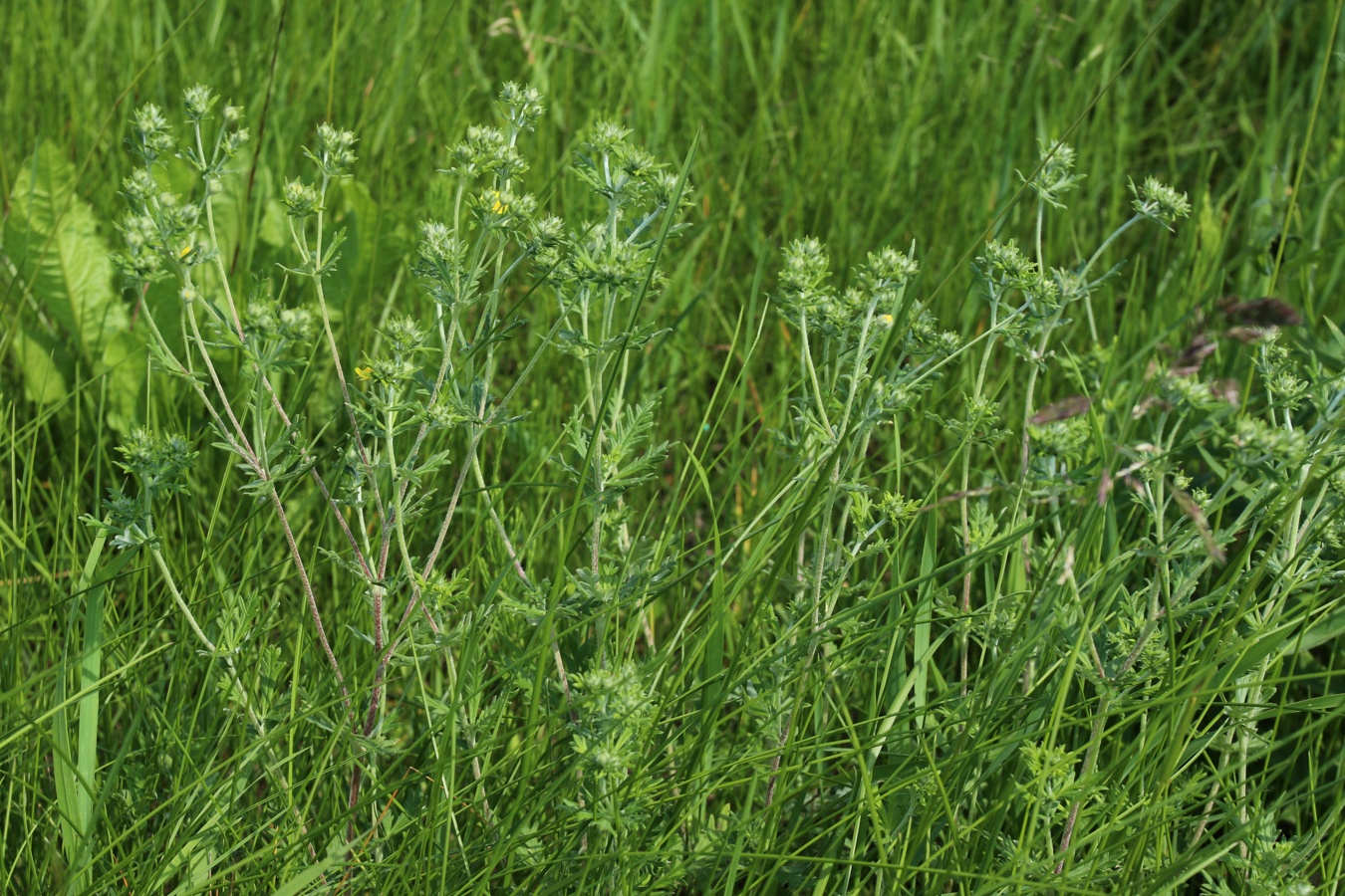 Image of Potentilla argentea specimen.