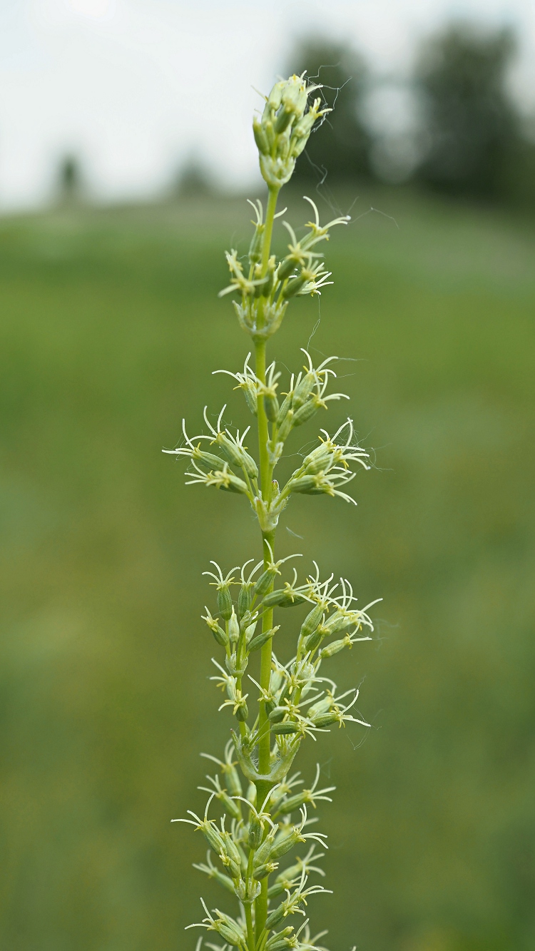 Image of Silene chersonensis specimen.