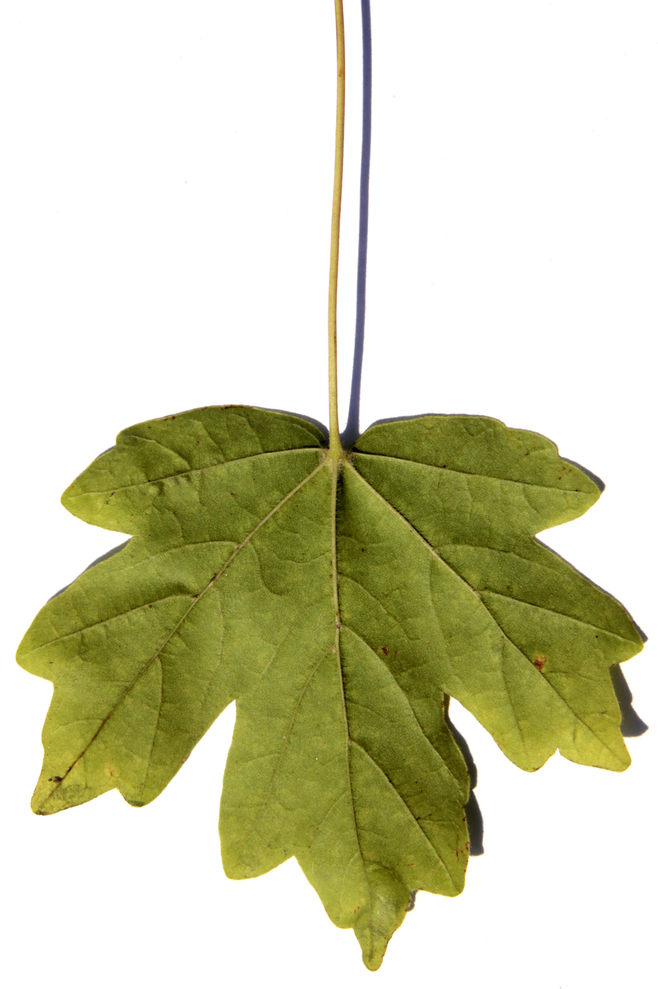 Изображение особи Acer campestre.